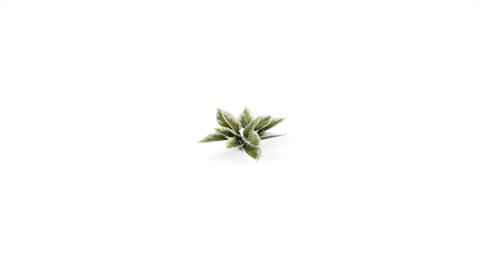 GamersGrass - Laser Plants - Plantain Lily | Boutique FDB