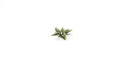 GamersGrass - Laser Plants - Plantain Lily | Boutique FDB